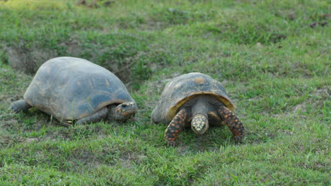 Zwei-Südamerikanische-Gelbfußschildkröten-Balzen-Im-Zoo-Von-Französisch-Guayana